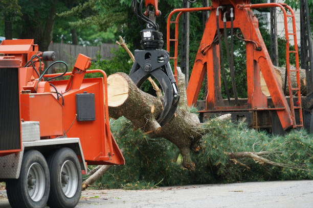 Best Hedge Trimming  in Sunman, IN